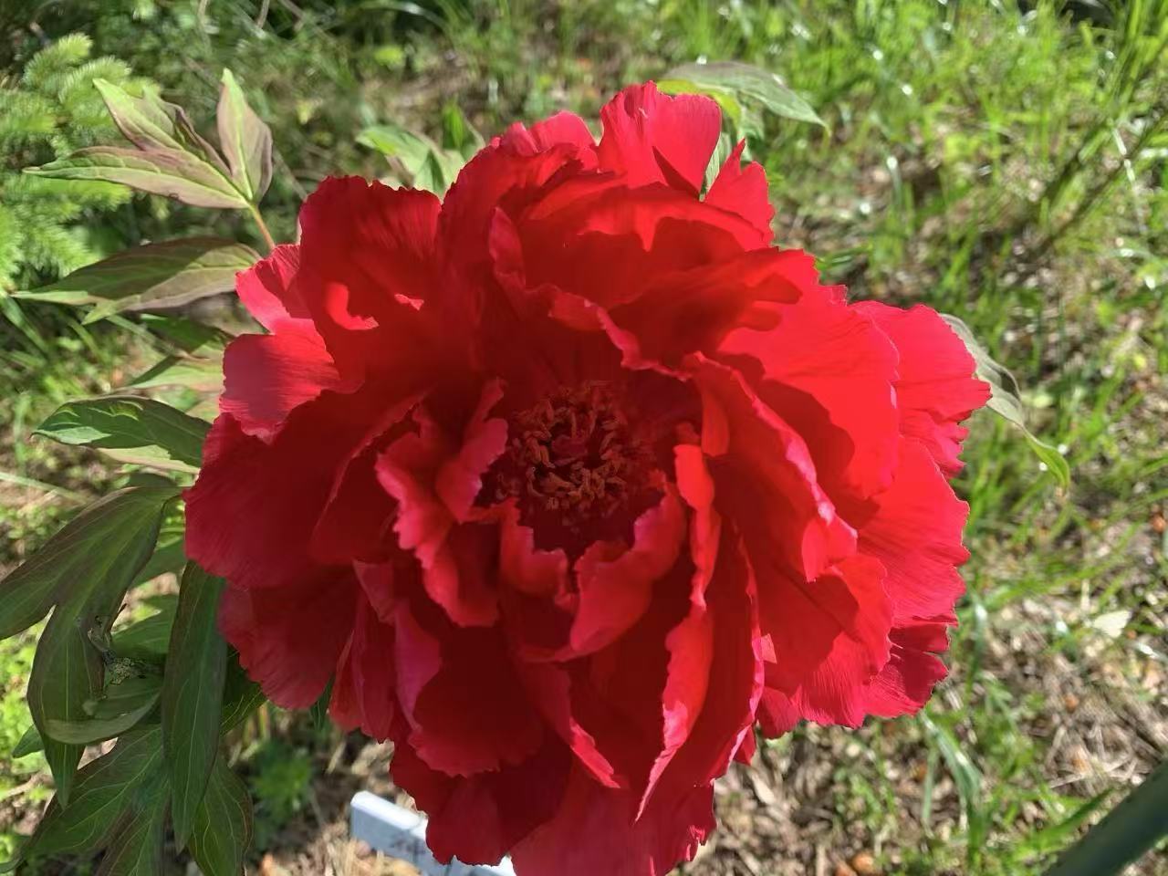 神舟红Sheng Zhou Hong – C A Peony Garden