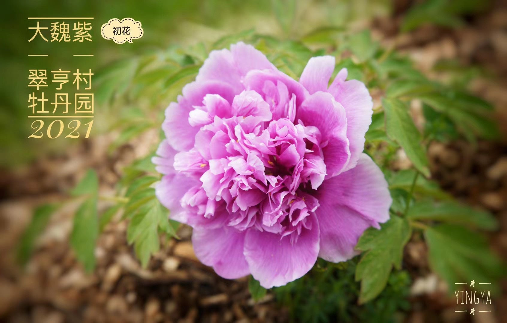 大魏紫牡丹Da Wei Zi Tree Peony-03 – C A Peony Garden