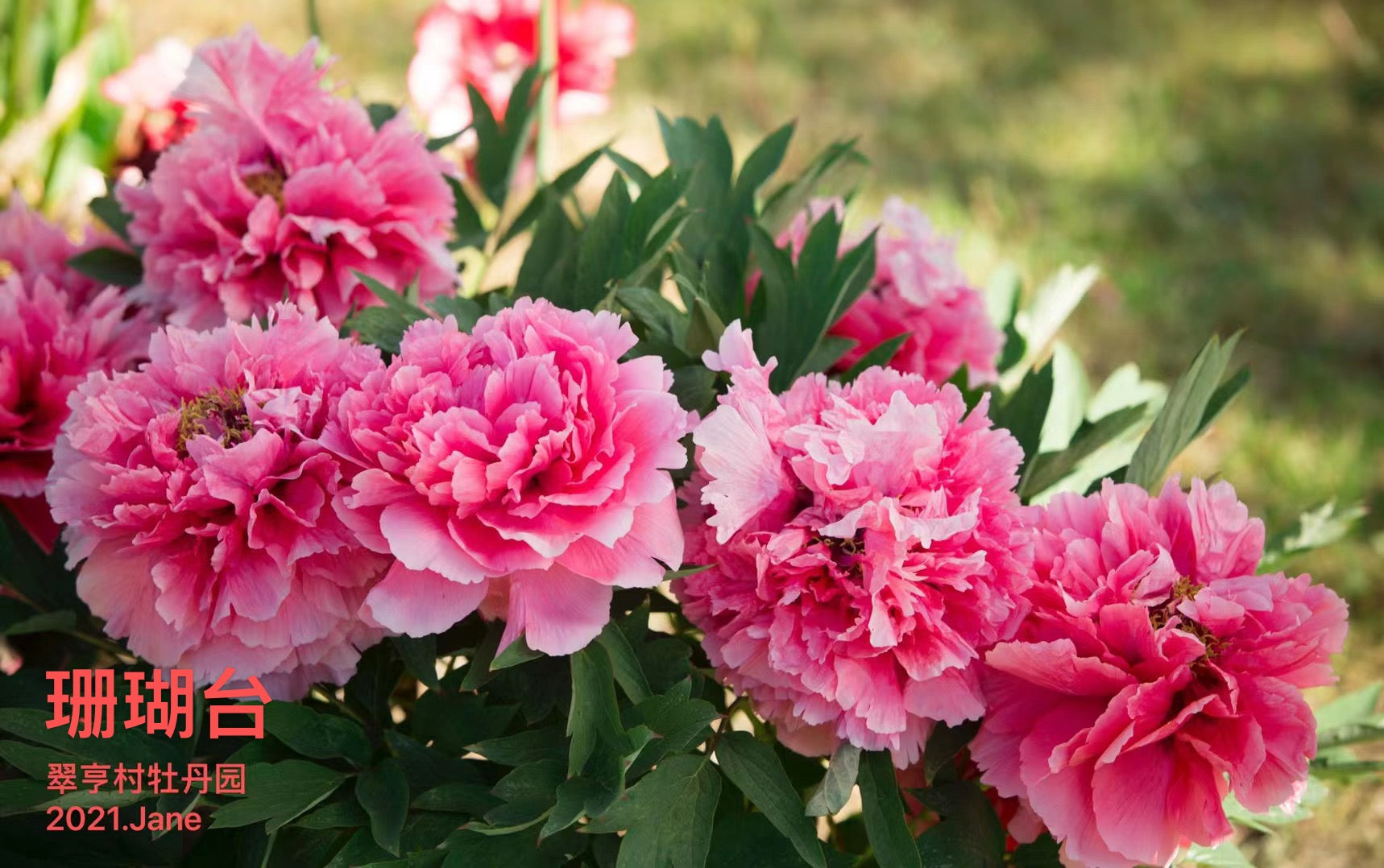 珊瑚台Shanhutai-08 – C A Peony Garden