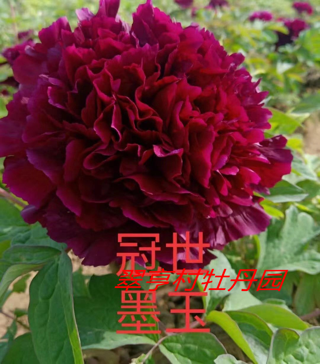 冠世墨玉Guan Shi Mo Yu-123 – C A Peony Garden