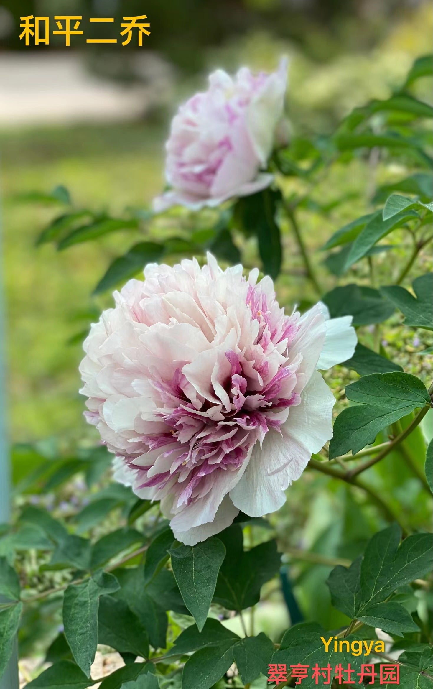 和平二乔（紫斑牡丹） He Ping Er Qiao-108 – C A Peony Garden
