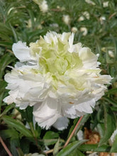 Load image into Gallery viewer, Green Jade peony
