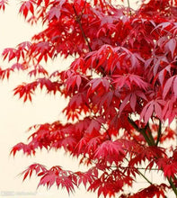 Load image into Gallery viewer, Blaze Maple (Japanese Maple -Ace palmatum) 日本枫树100
