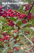 将图片加载到图库查看器，Red Chinese Prickly Ash plant Sichuan Pepper Tree (大红袍花椒树)
