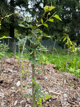 Load image into Gallery viewer, Green Chinese Prickly Ash tree(Green Pepper Variety 青花椒树 50
