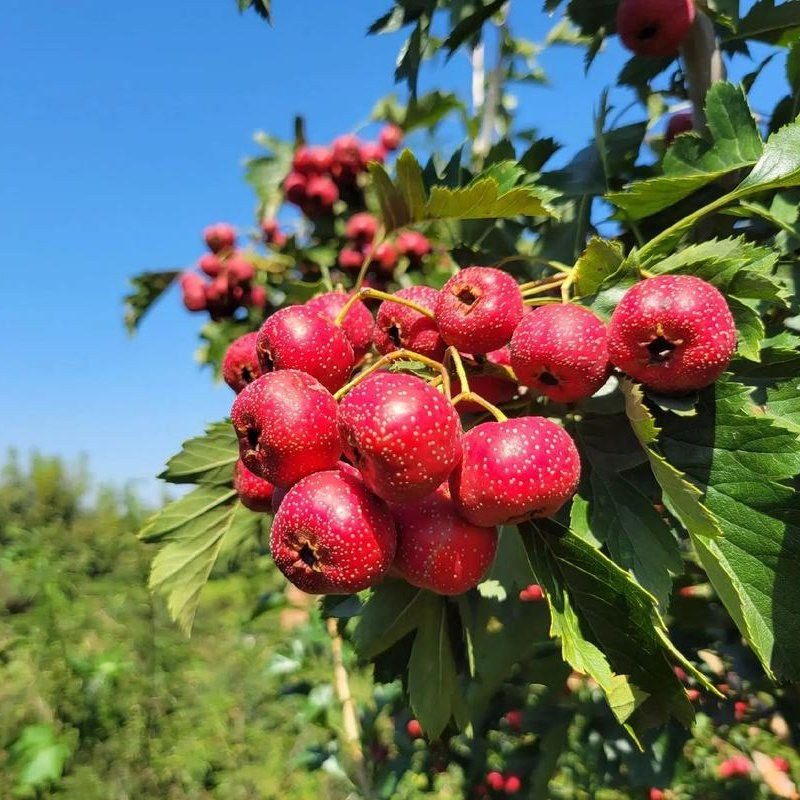 Fruit Trees & Berries 果树– C A Peony Garden
