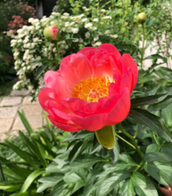 将图片加载到图库查看器，Coral sunset peony 落日珊瑚
