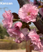 Load image into Gallery viewer, kanzan flowering cherry 关山樱
