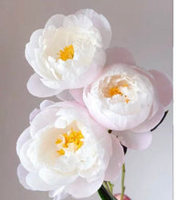 Load image into Gallery viewer, Miss American peony
