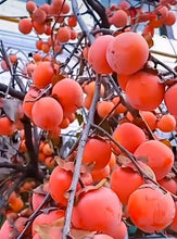 将图片加载到图库查看器，Persimmon tree （Fire crystal） 火晶柿子树
