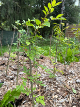 Load image into Gallery viewer, Red Chinese Prickly Ash plant Sichuan Pepper Tree (大红袍花椒树) 50
