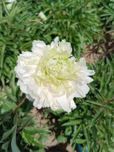 Load image into Gallery viewer, Green Jade peony

