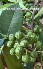 将图片加载到图库查看器，Green Chinese Prickly Ash tree(Green Pepper Variety 青花椒树
