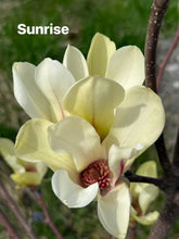Load image into Gallery viewer, Sunrise Magnolia
