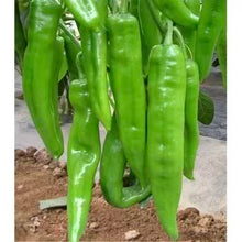 将图片加载到图库查看器，大牛角辣椒-90
