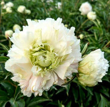 Load image into Gallery viewer, Green Jade peony
