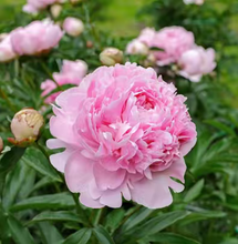 Load image into Gallery viewer, Sarah peony 芍药
