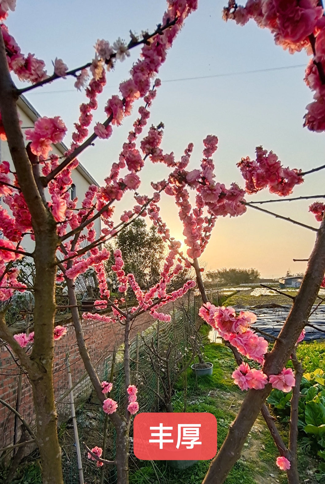 丰厚梅花