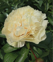 Load image into Gallery viewer, Sunny girl peony 芍药
