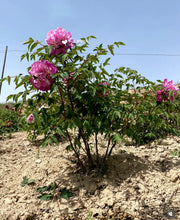 Load image into Gallery viewer, 伽蓝宝沙（紫斑牡丹）--Jia lan bao sha (rockii peony)

