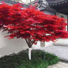 Load image into Gallery viewer, Blaze Maple (Japanese Maple -Ace palmatum) 日本枫树100

