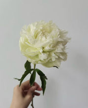Load image into Gallery viewer, Green Jade peony
