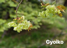 Load image into Gallery viewer, Gyoiko Cherry(御衣黄樱花树)

