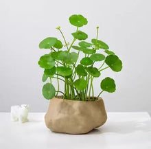 Load image into Gallery viewer, Pennywort (Hydrocotyle spp.)铜钱草种子-81
