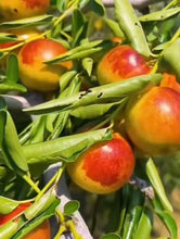 Load image into Gallery viewer, Honey Crisp Jujube tree(蜜脆玉枣树）100
