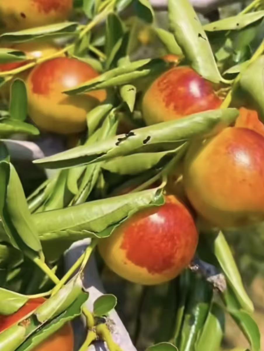 Fruit Trees & Berries 果树– C A Peony Garden