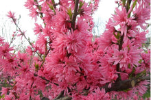 将图片加载到图库查看器，桃花 Peach blossoms
