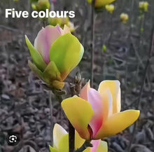 Load image into Gallery viewer, Five color Magnolia
