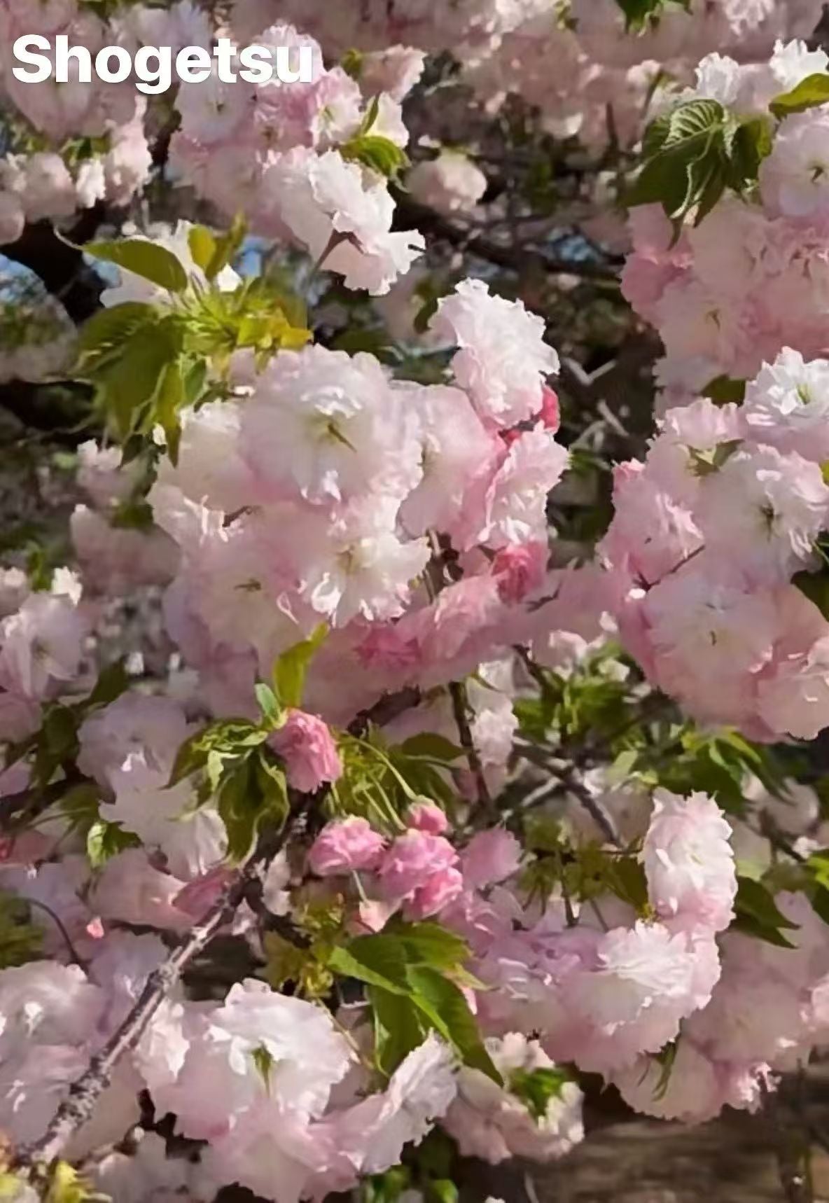 Shogetsu Cherry松月樱– C A Peony Garden