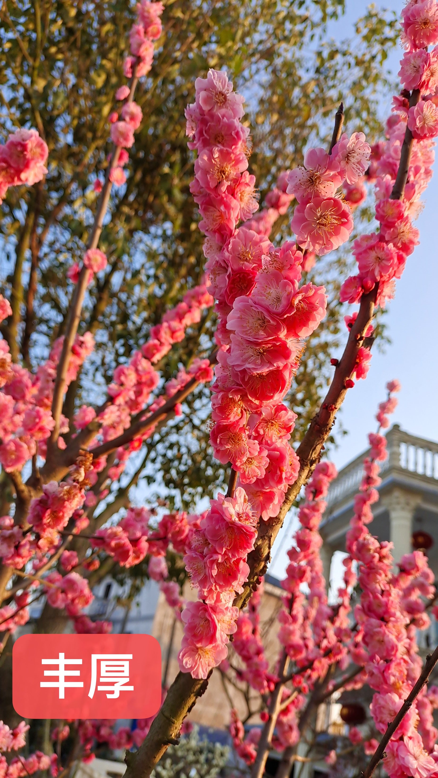 Fenghou 'Double-Flowering Meihua (prunus mume Japanese Apricot