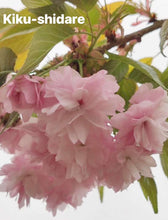 Load image into Gallery viewer, Kiku-shidare Cherry (菊垂枝樱花))
