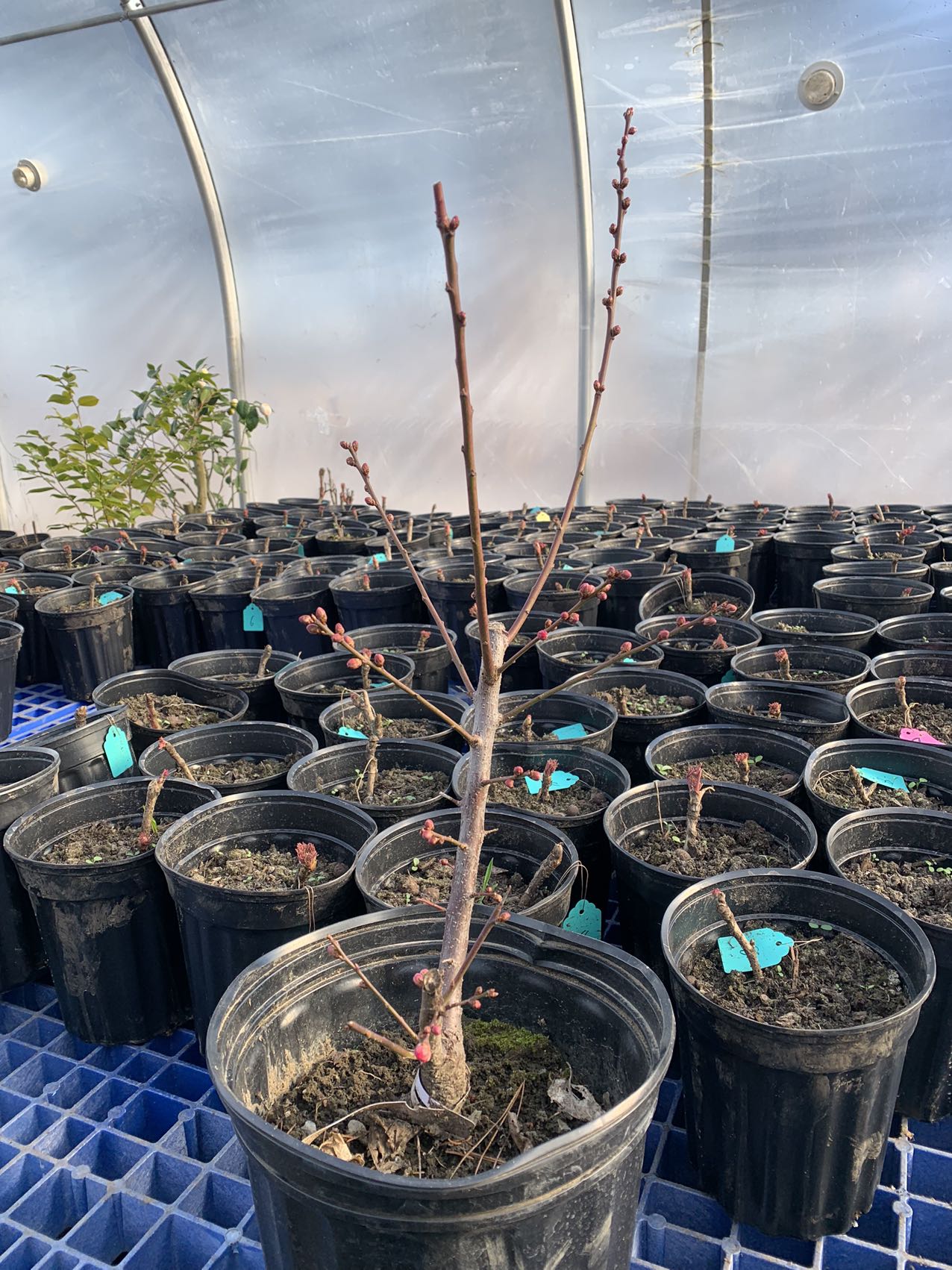 Fenghou 'Double-Flowering Meihua (prunus mume Japanese Apricot