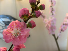 将图片加载到图库查看器，桃花 Peach blossoms
