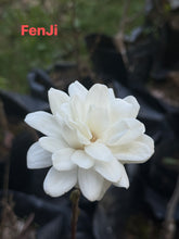 Load image into Gallery viewer, White Magnolia白玉兰
