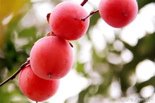 将图片加载到图库查看器，Persimmon tree （Fire crystal） 火晶柿子树
