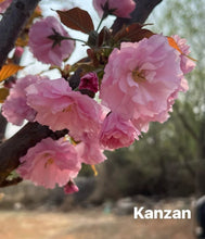 Load image into Gallery viewer, kanzan flowering cherry 关山樱
