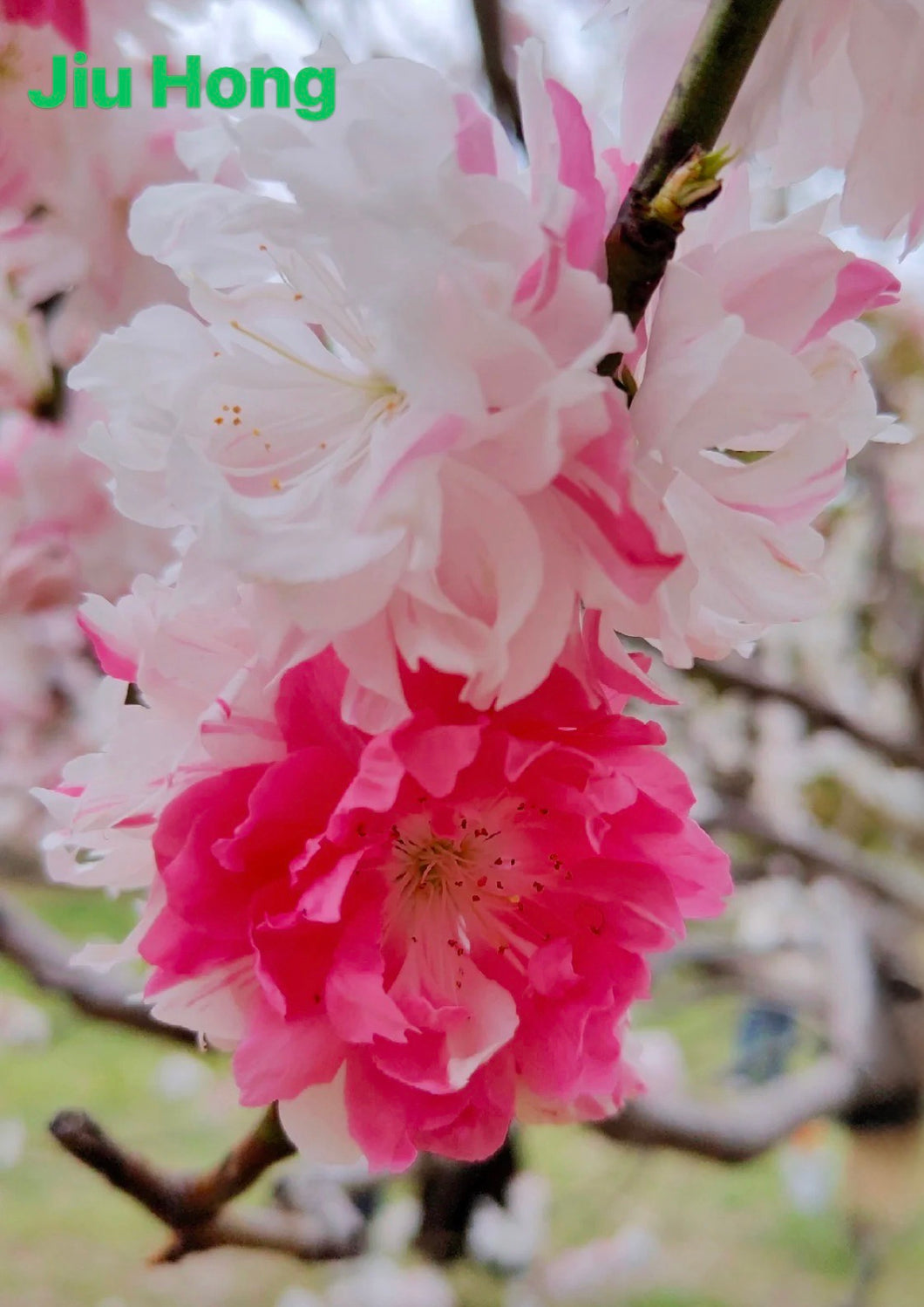 洒红桃花-Sa Hong