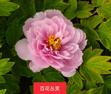 Load image into Gallery viewer, 百花丛笑Bai Hua Cong Xiao
