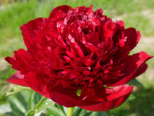 Load image into Gallery viewer, Red charm peony芍药
