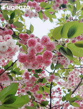 Load image into Gallery viewer, Fugenzo Cherry(普贤象樱花)
