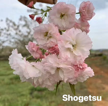 Load image into Gallery viewer, Shogetsu Cherry松月樱
