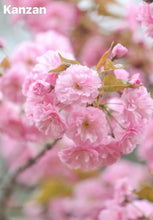Load image into Gallery viewer, kanzan flowering cherry 关山樱
