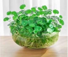 Load image into Gallery viewer, Pennywort (Hydrocotyle spp.)铜钱草种子-81
