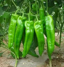 将图片加载到图库查看器，大牛角辣椒-90
