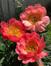 将图片加载到图库查看器，Coral sunset peony 落日珊瑚
