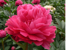 Load image into Gallery viewer, Red Sarah peony 芍药
